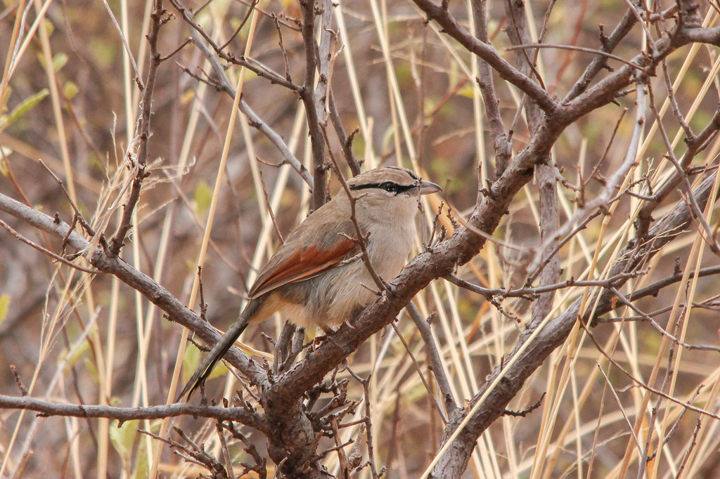 Three-streaked Tchagra photo