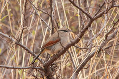 Three-Streaked Tchagra photo 1