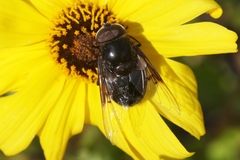 Copestylum violaceum