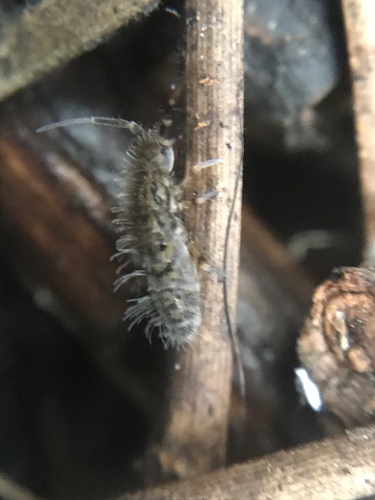 Shaggy Springtail, photo 5 of 10