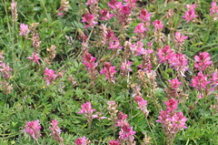Onobrychis montana