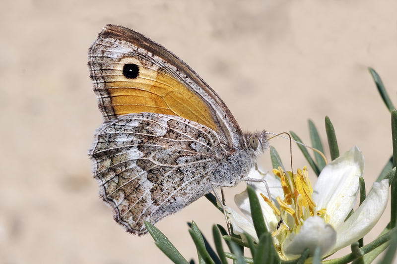 Tawny Branded Meadowbrown