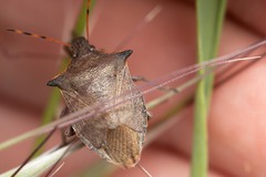 Picromerus nigridens