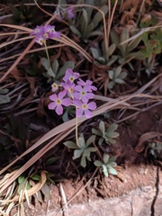 Primula specuicola