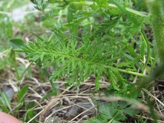 Pedicularis condensata