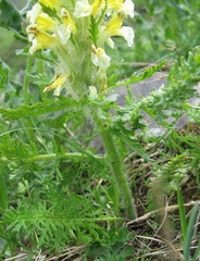 Pedicularis condensata