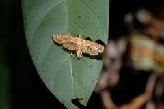 Cymoriza
