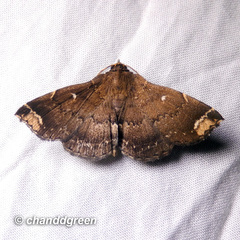 Adrapsa quadrilinealis