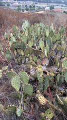 Opuntia littoralis