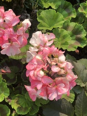Pelargonium × hybridum