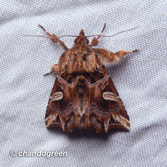 Callopistria exotica