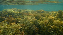 Ericaria mediterranea