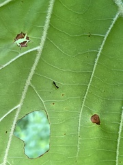 Synemosyna formica