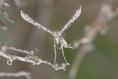Agdistis americana
