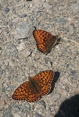 Argynnis niobe