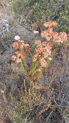 Eriogonum fasciculatum
