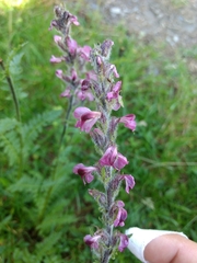 Pedicularis rostratospicata