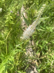 Veronicastrum virginicum