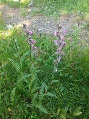 Pedicularis rostratospicata