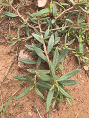 Talinum aurantiacum