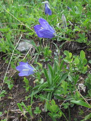 Campanula tridentata biebersteiniana