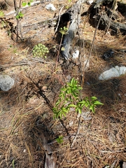 Aralia hispida