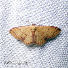 Idaea impexa