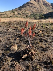 Aloe longibracteata