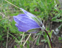 Campanula tridentata biebersteiniana