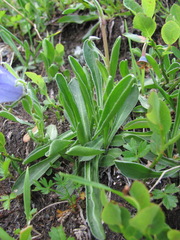 Campanula tridentata biebersteiniana