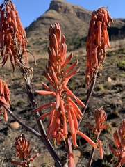 Aloe longibracteata
