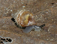 Fauxulus pereximius
