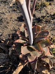 Aloe longibracteata