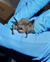Myotis grisescens