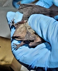 Myotis grisescens