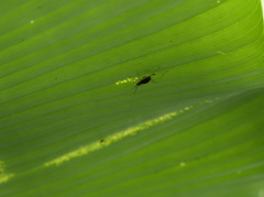 Anaxipha fuscocinctum