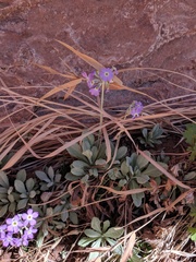 Primula specuicola