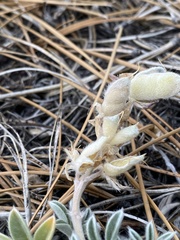 Lupinus duranii
