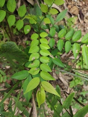 Rourea microphylla