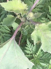 Xanthium orientale riparium