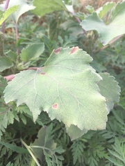 Xanthium orientale riparium
