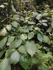 Lindera reflexa
