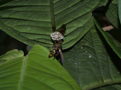 Polistes stigma