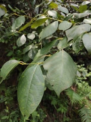 Lindera reflexa