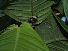 Polistes stigma