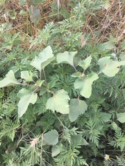 Xanthium orientale riparium