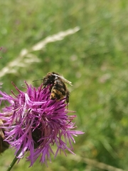 Bombus campestris