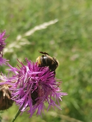 Bombus campestris