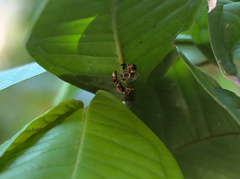 Polistes stigma