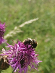 Bombus campestris